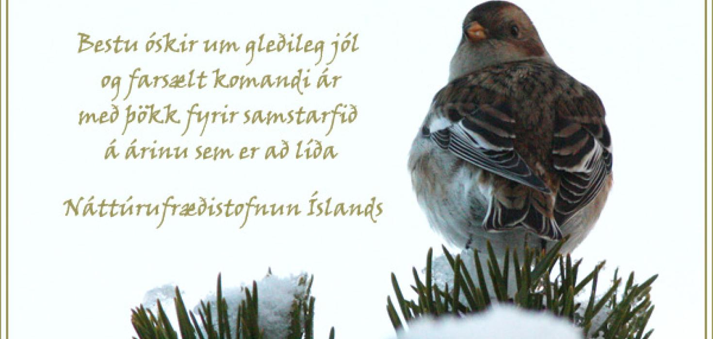 Jólakort Náttúrufræðistofnunar Íslands 2013