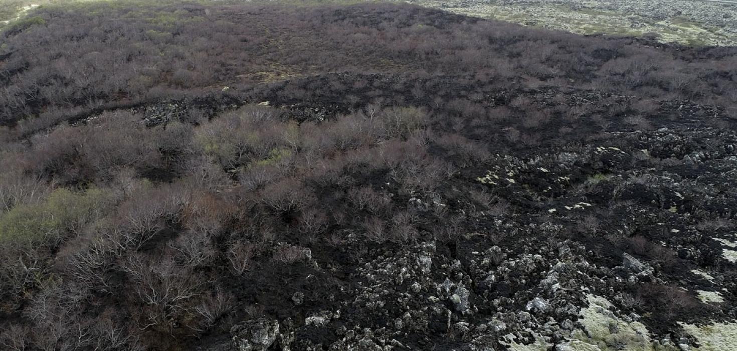 Birkiskógurinn (Hólmaskógur og Mjóengisskógur) sem brann í Norðurárdal 18.-19. maí 2020