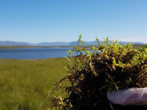 Söfnun tildurmosa (Hylocomium splendens) á Mosfellsheiði