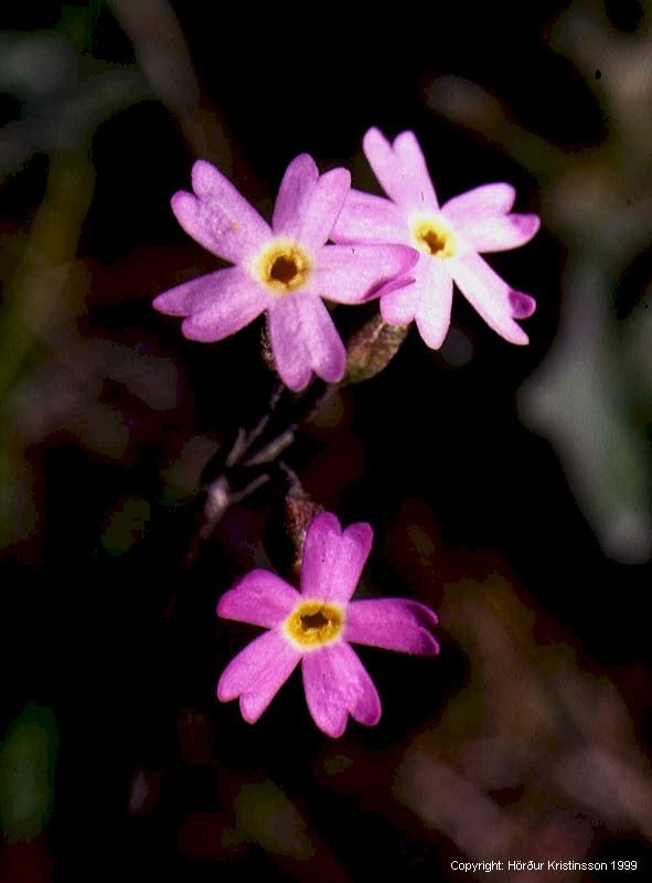 Mynd af Maríulykill (Primula stricta)