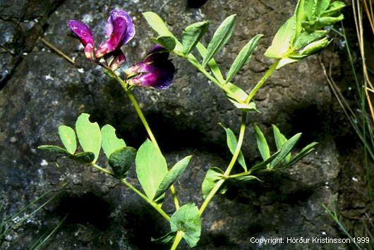 Mynd af Baunagras (Lathyrus japonicus)