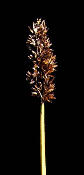 Mynd af Safastör (Carex diandra)