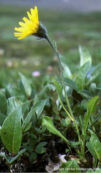 Mynd af Fellafífill (Hieracium alpinum)