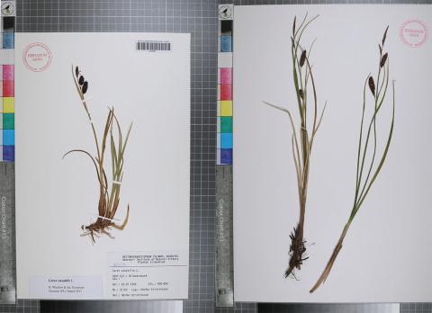 Sýni af Carex saxatilis subsp. saxatilis (til vinstri) og Carex saxatilis subsp. laxa (Trautv.) Kaalelasem (til hægri)