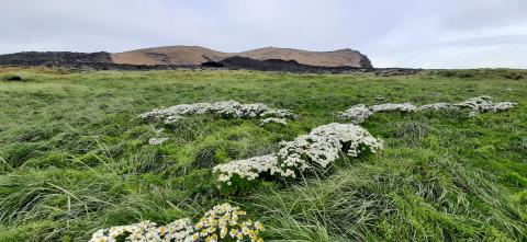 Gróskumikið graslendi á sandorpnu hrauni í elsta hluta máfavarps á suðurhluta Surtseyjar