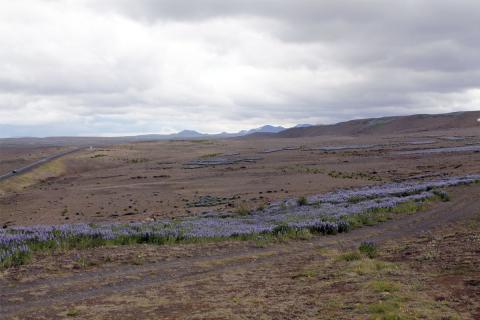 Dreifðar lúpínubreiður á suðurhluta Hólasands