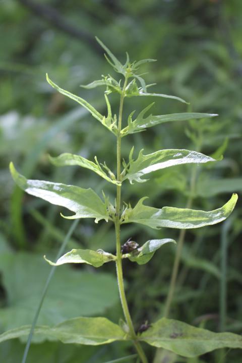 Engjakambjurt (Melampyrum pratense) vex í Vaglaskógi.