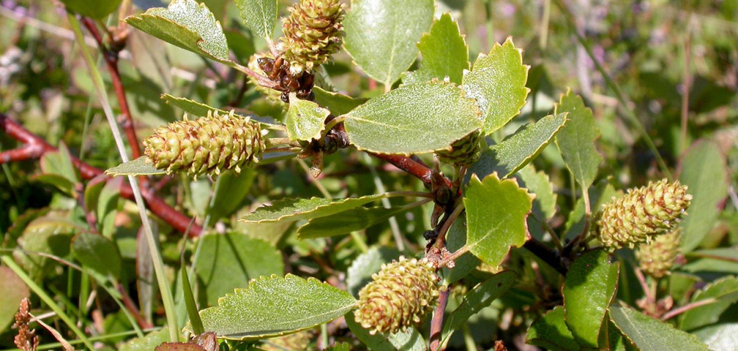 Birki (Betula pubescens)