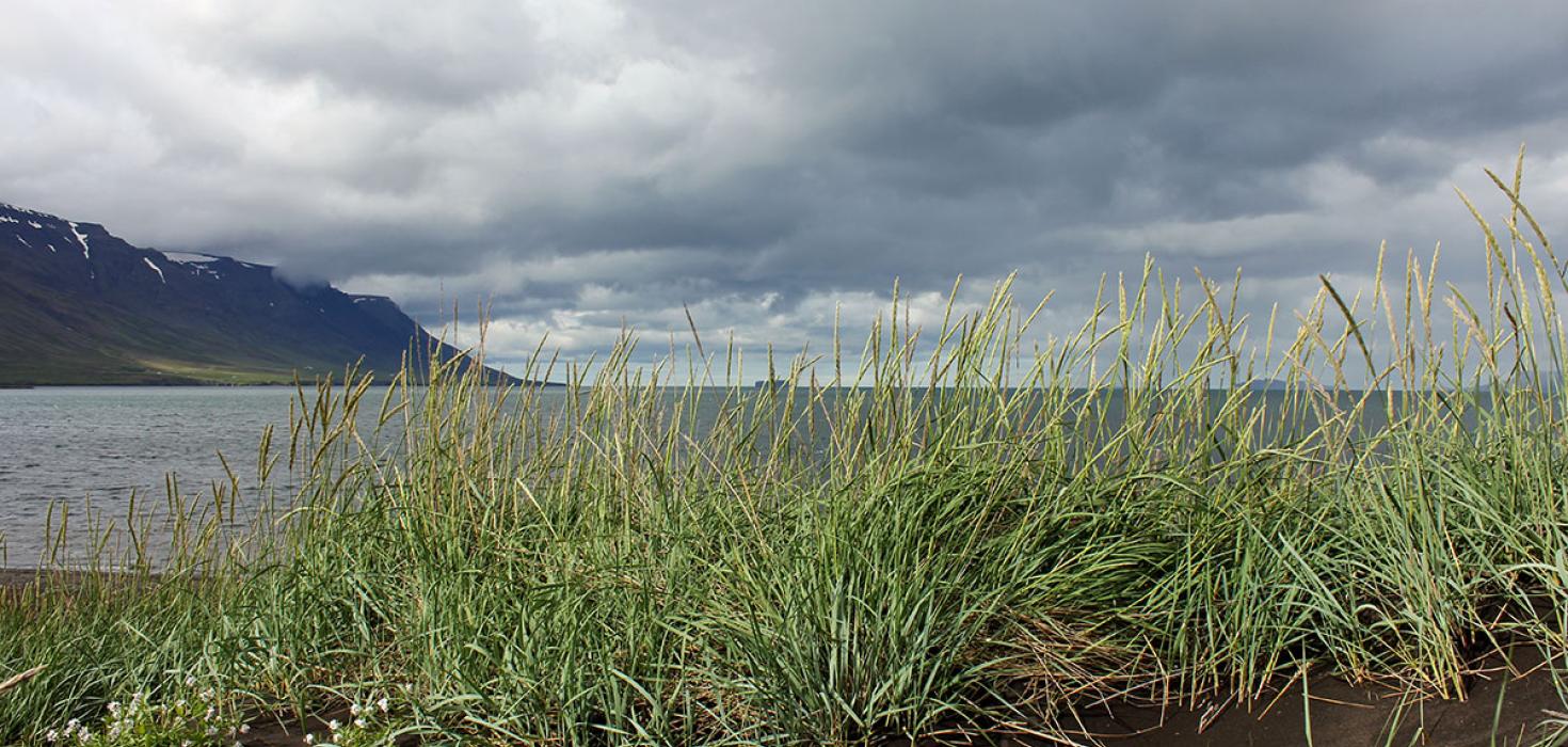 Strandmelhólavist í Skagafirði.