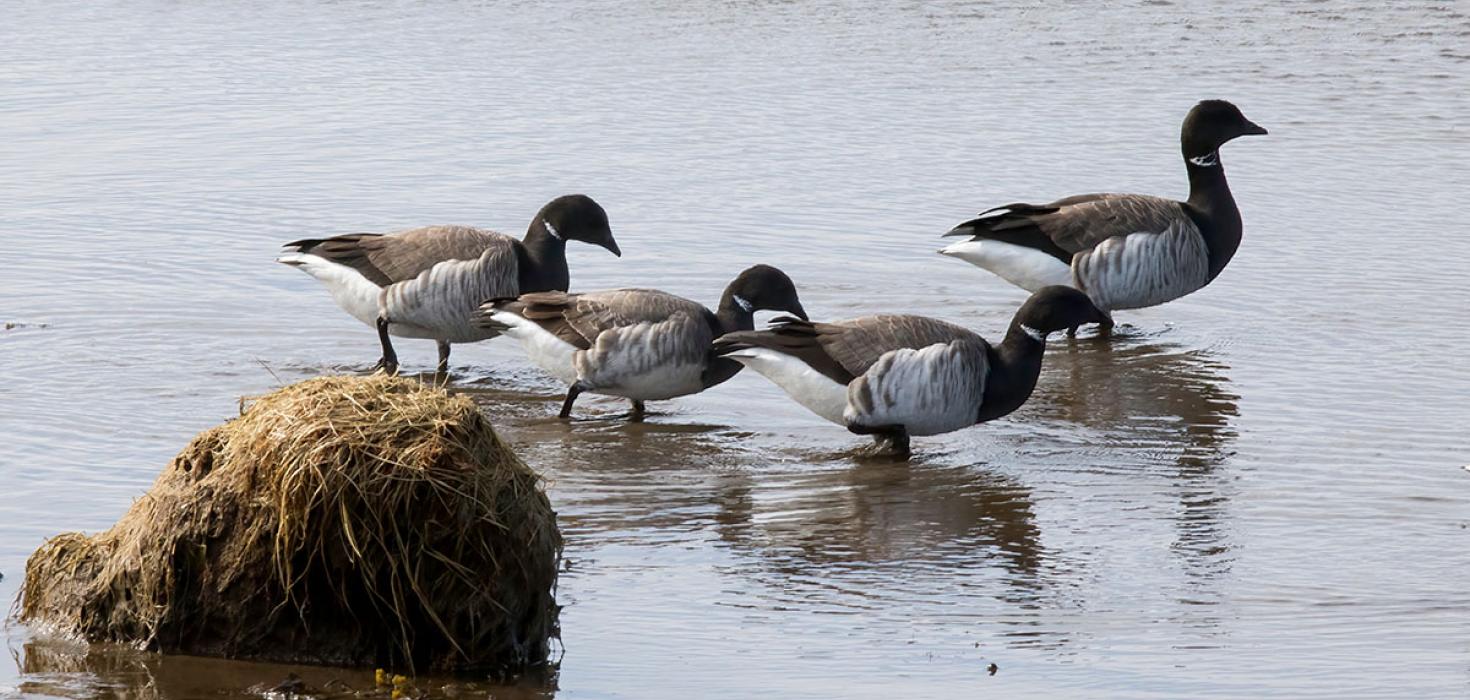 Margæs (Branta bernicla)