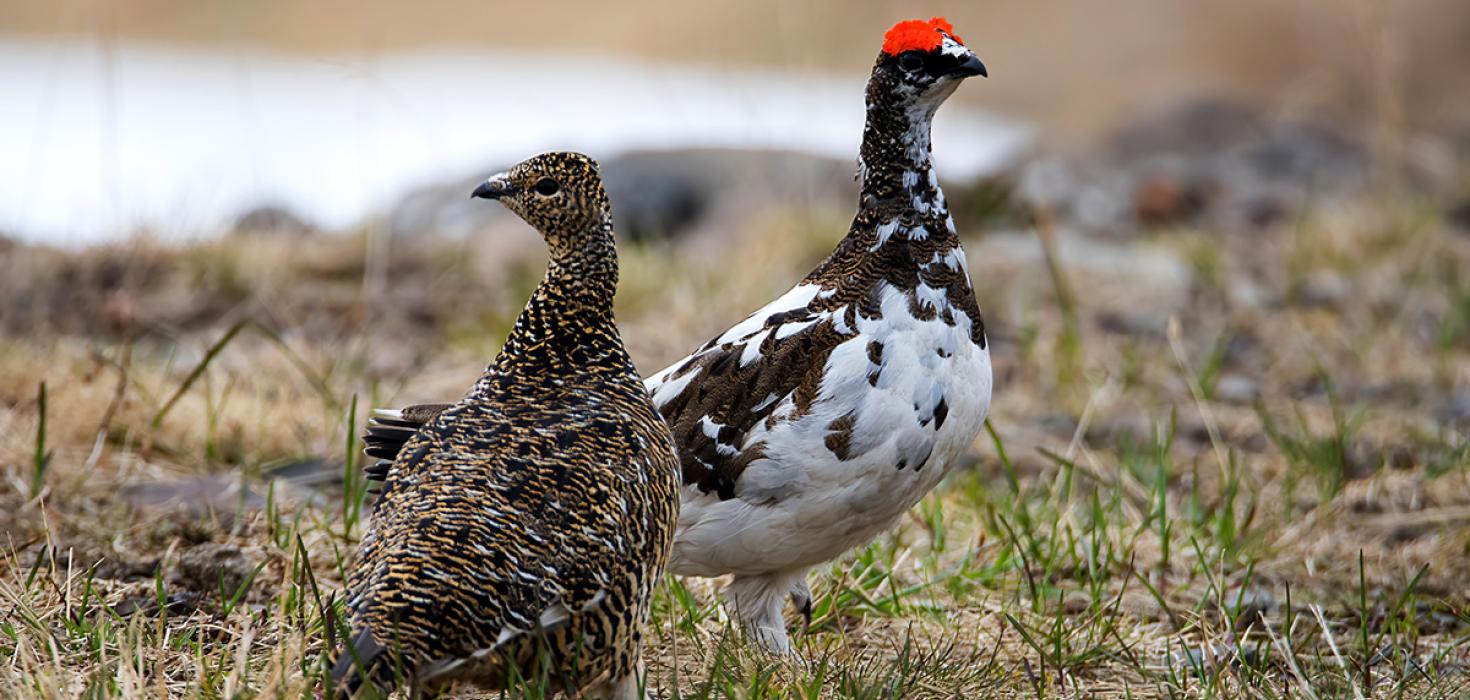 Rjúpa (Lagopus muta)