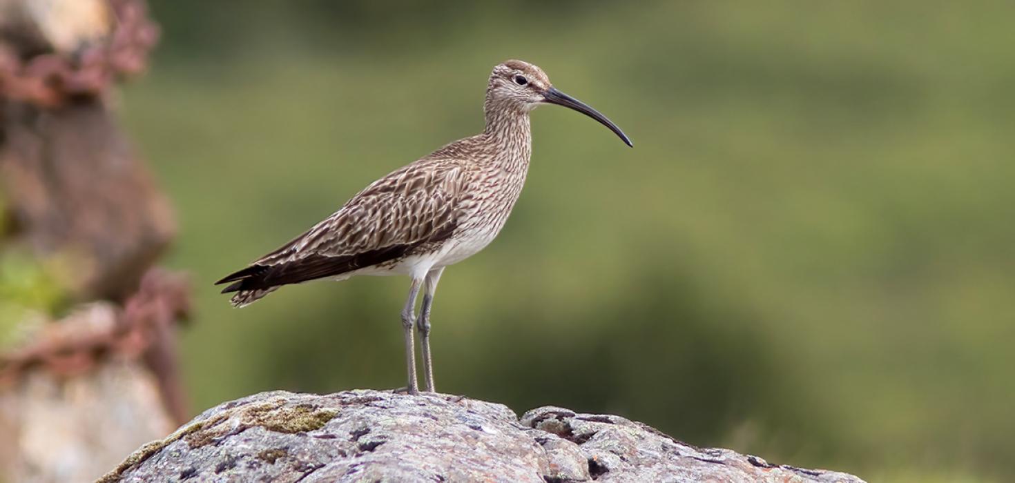 Spói (Numenius phaeopus)
