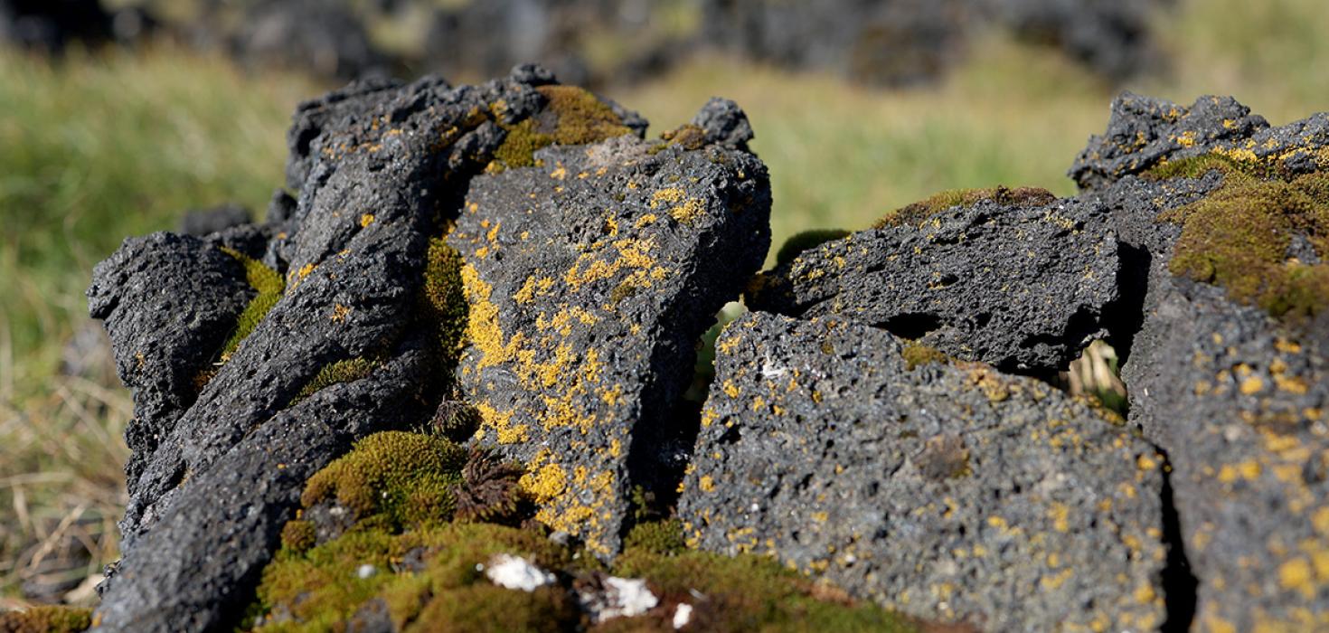 Fléttan fuglaglæða (Polycauliana candelaria)