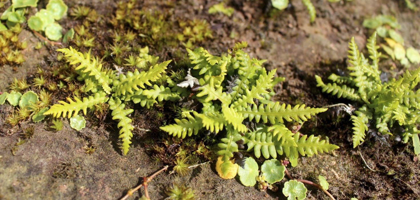 Tunguskollakambur, Struthiopteris fallax, við Deildartunguhver. 