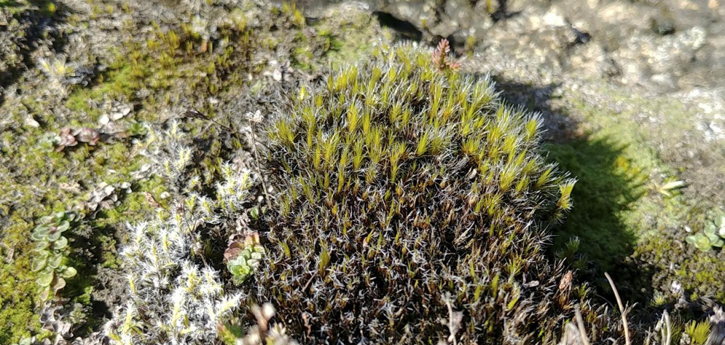 Hæruburst (Campylopus introflexus) á Jarðbaðshólum í Mývatnssveit