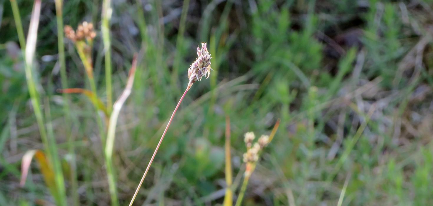 Válistategundin blátoppa, Sesleria albicans