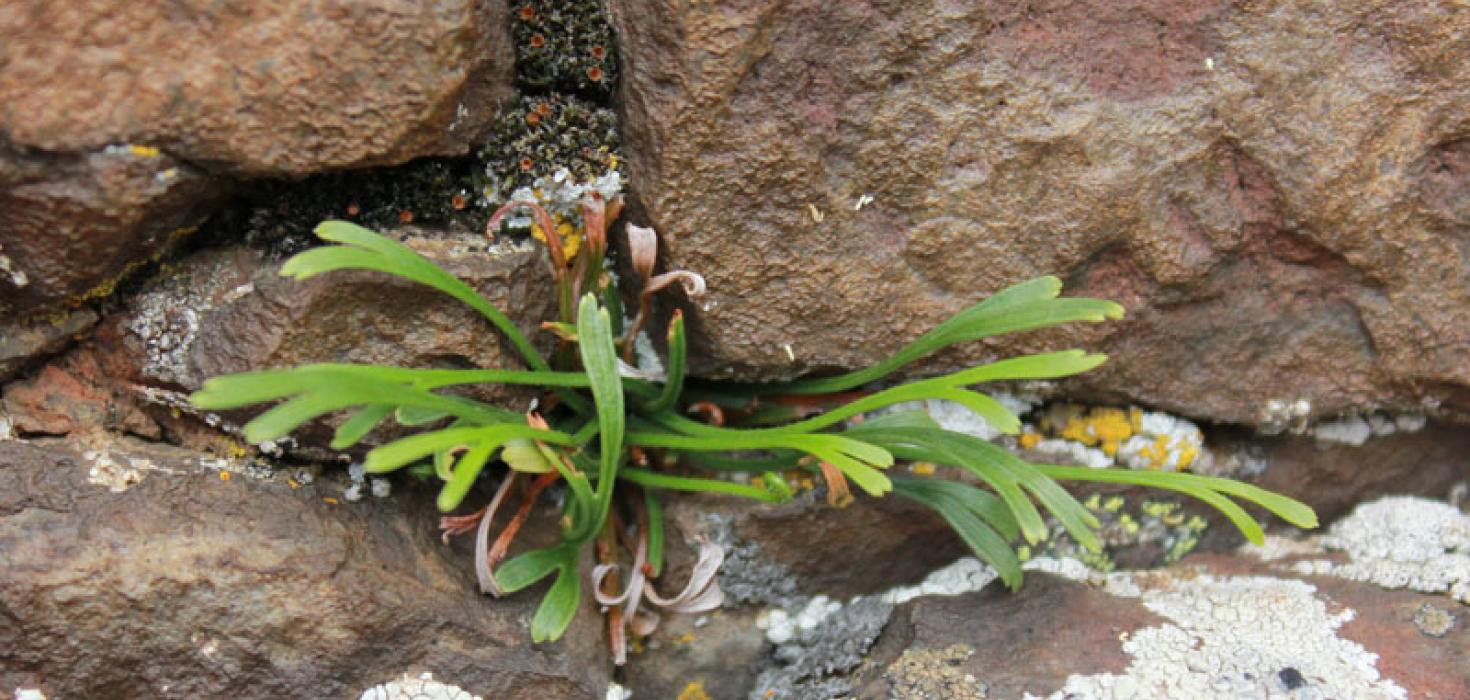 Skeggburkni (Asplenium septentrionale) 