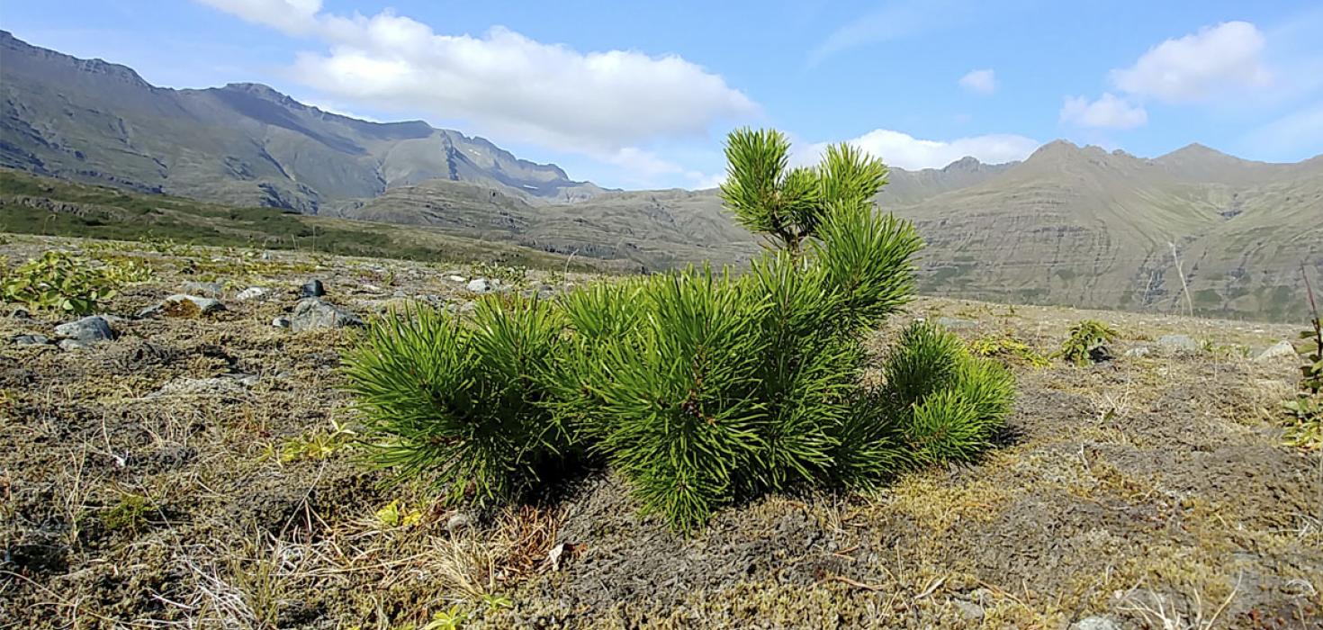 Ung stafafura í Steinadal í Suðursveit Ung stafafura í Steinadal í Suðursveit