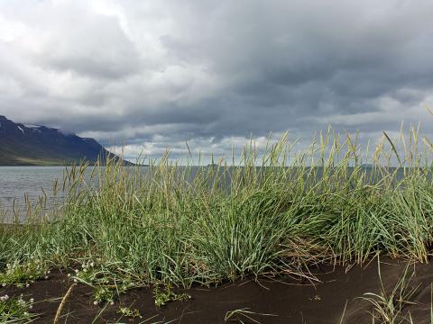 Strandmelhólavist í Skagafirði.