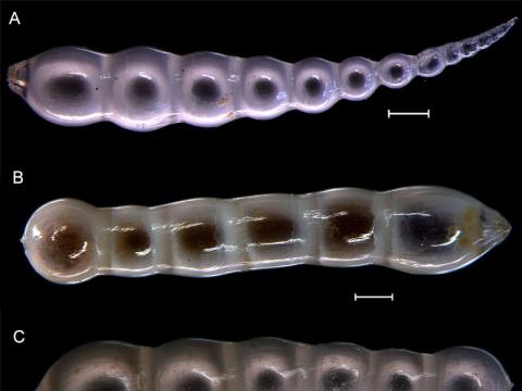 Nodosaria haliensis Eiland & Gudmundsson, 2004. 