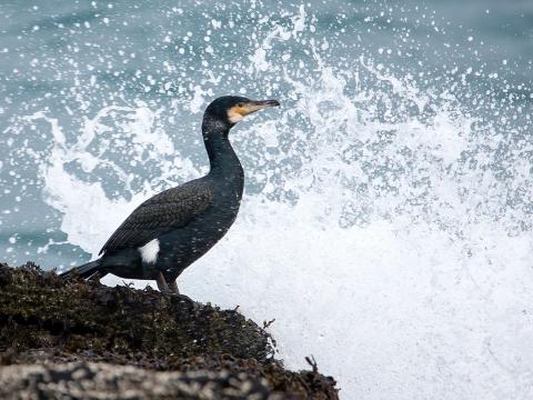 Dílaskarfur (Phalacrocorax carbo)