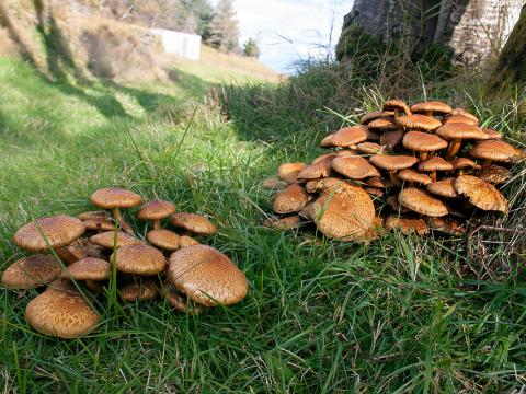 Ígulskrífa (Pholiota squarrosa)