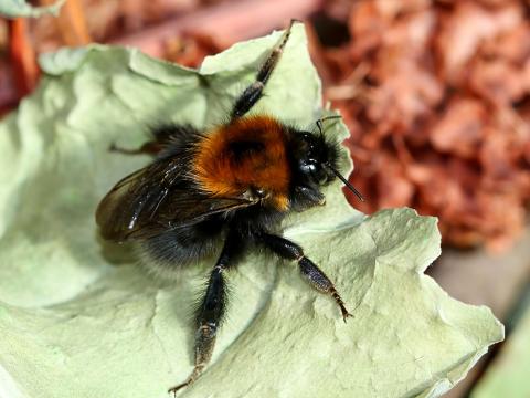 Rauðhumla (Bombus hypnorum)