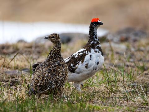 Rjúpa (Lagopus muta)