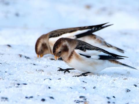 Snjótittlingur (Plectrophenax nivalis)