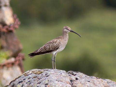 Spói (Numenius phaeopus)