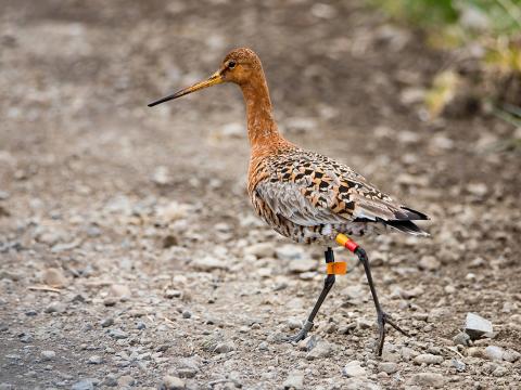 Merktur jaðrakan (Limosa limosa)