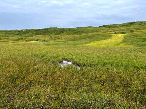 Mýri á Hólaheiði þar sem Carex saxatilis subsp. laxa fannst