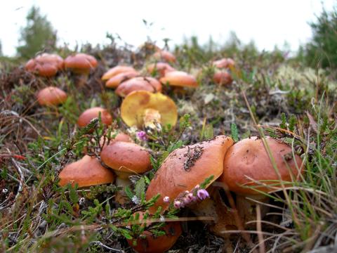 Lerkisveppur í Naustaborgum