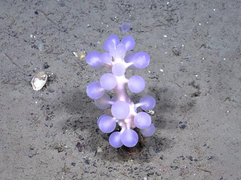 Eintak af svampdýrategundinni Chondrocladia (Chondrocladia) grandis (Verrill, 1879), um 15 cm á hæð. 