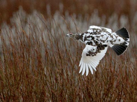 Rjúpa, fullorðinn kvenfugl, á flugi á varpóðali sínu á Tjörnesi