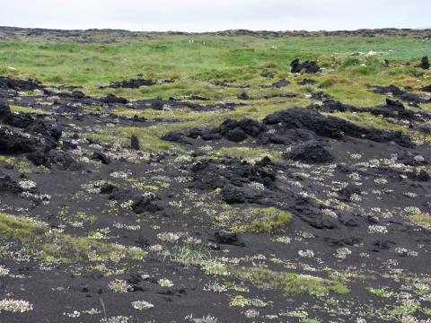 Fuglar hafa haft gríðarlega mikil áhrif á gróðurframvindu í Surtsey. Hér er blómstrandi holurt við jaðar mávavarpsins. 