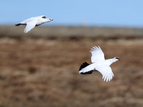 Rjúpnapar, báðir fuglarnir eru ársgamlir, karrinn er hægra megin. Skagi, 29.4.2023.