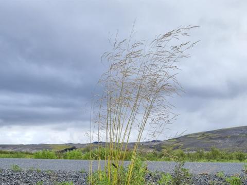 Beringspuntur á Landmannaleið