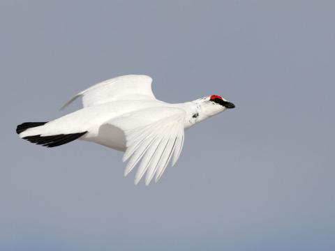 Rjúpa (Laguopus muta)