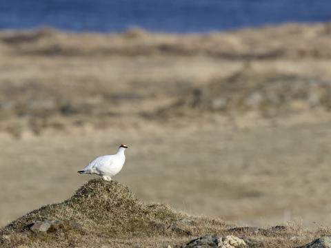 Rjúpnatalningar fara fram á vorin og þá er fókusinn á karranum. Hér má sjá óðalskarra á Vatnsnesi á Norðvesturlandi, 28. apríl 2023