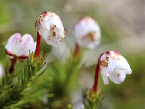 Jólakort Náttúrufræðistofnunar Íslands 2023. Mosalyng (Harrimanella hypnoides)