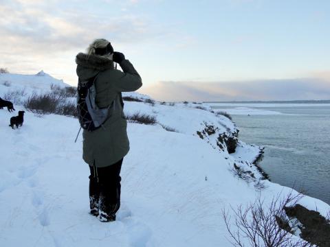 Við vetrarfuglatalningar 2016