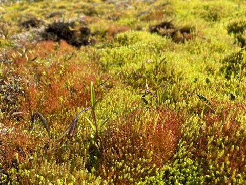 Mýradúnurt, Epilobium palustre, í dýjamosa á Grjóthálsi