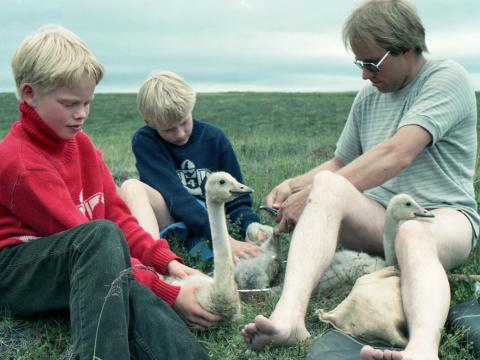 Sverrir Thorstensen ásamt ungum aðstoðarmönnum við álftamerkingar árið 1984