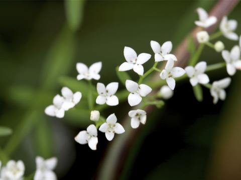 Mýrarmaðra, Galium palustre