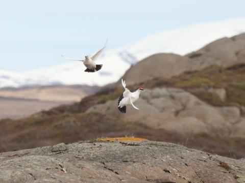 Rjúpur á flugi á Norðausturlandi.