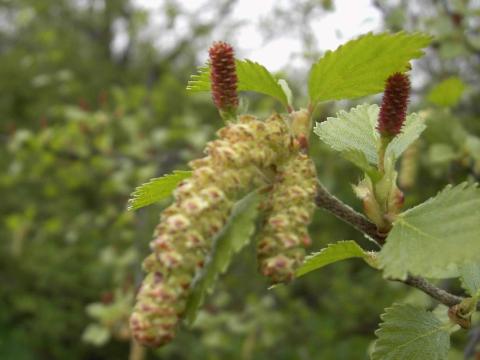 Birki