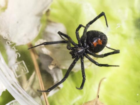 Ekkjukönguló, eða svört ekkja, af ógreindri tegund (Latrodectus)