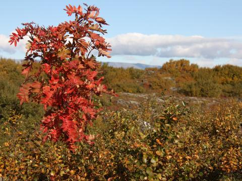Ilmreynir (Sorbus acuparia) skrýðist haustlitum. Búrfellshraun í Garðabæ.