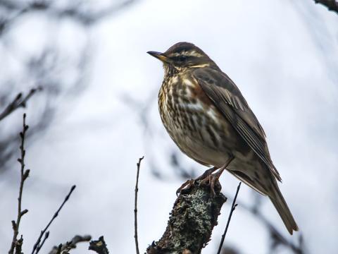 Skógarþröstur (Turdus iliacus)